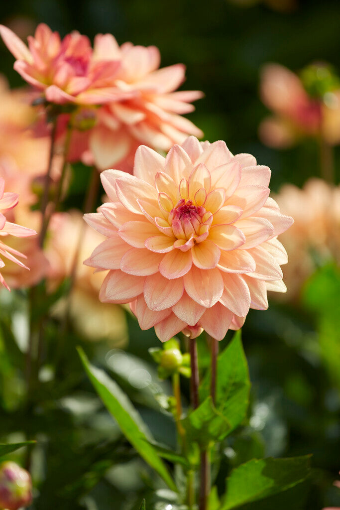 Dahlia Border Melody Dora 1-pakning